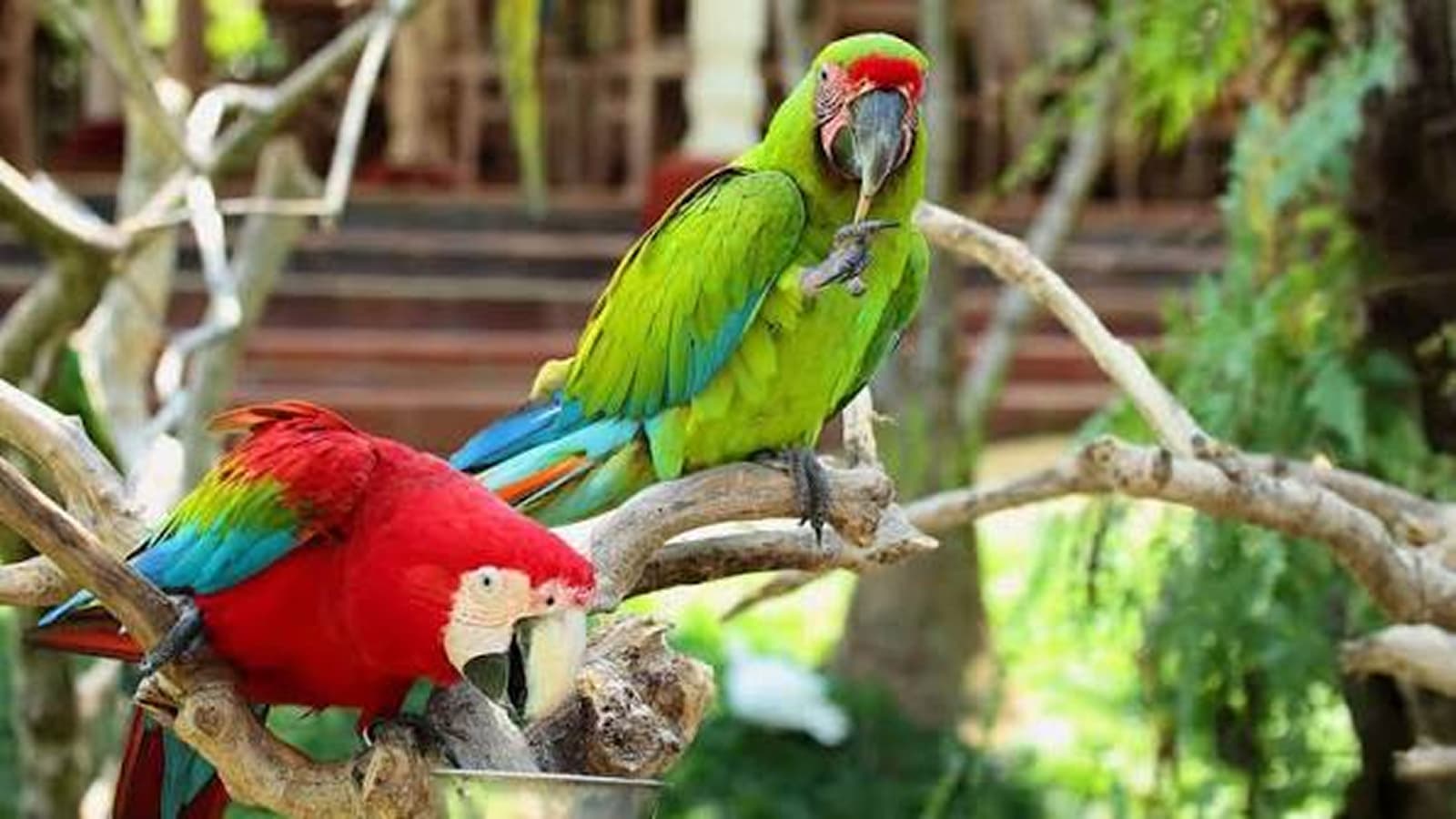 Balibirdpark(2) 1