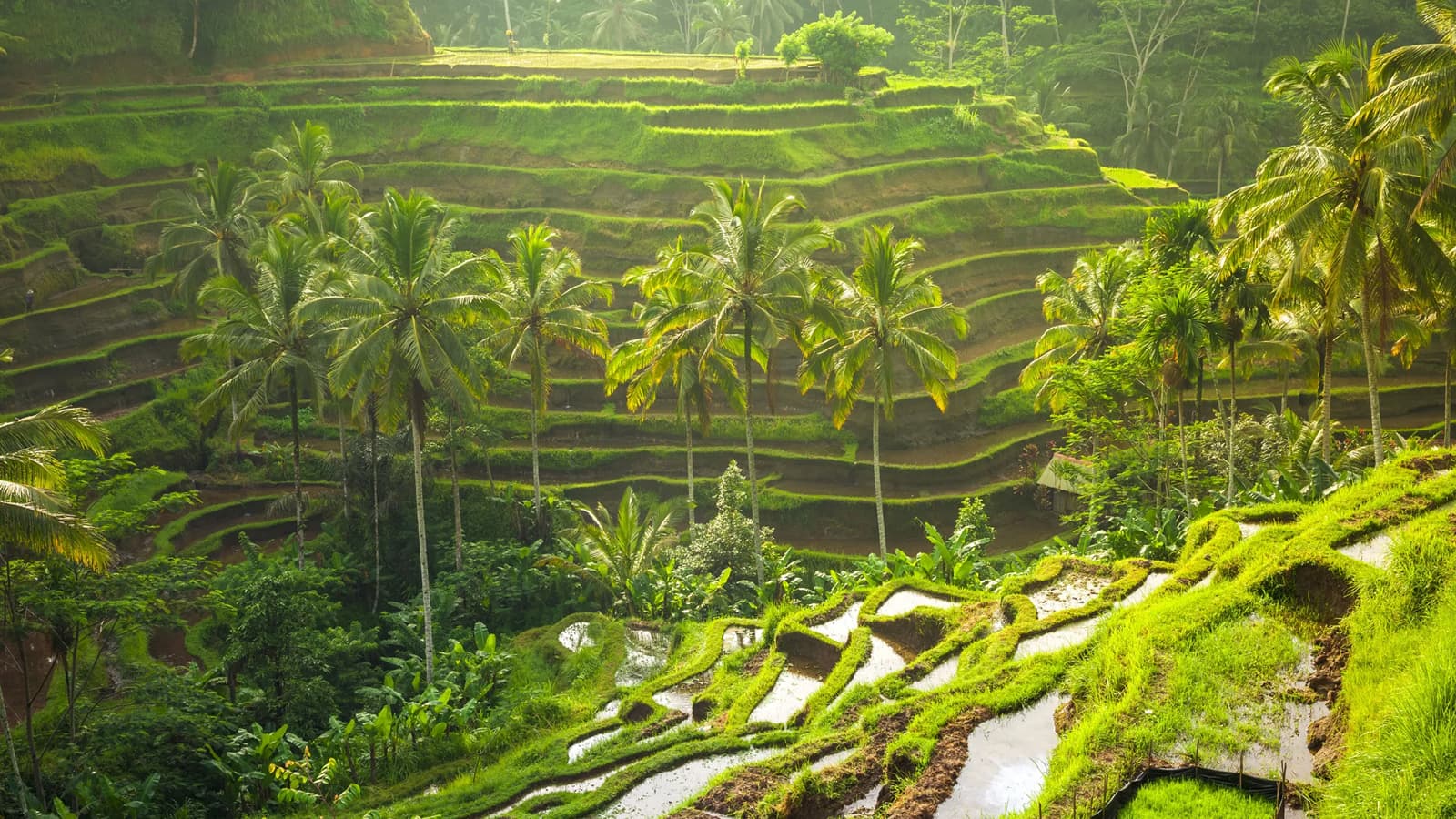 Tegalalang Rice Terrace 1