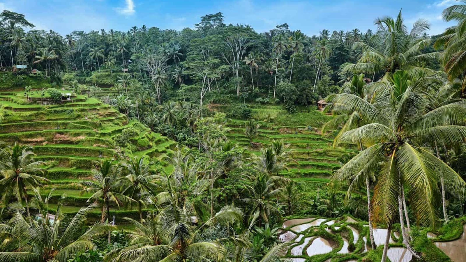Tegalalang Rice Terrace