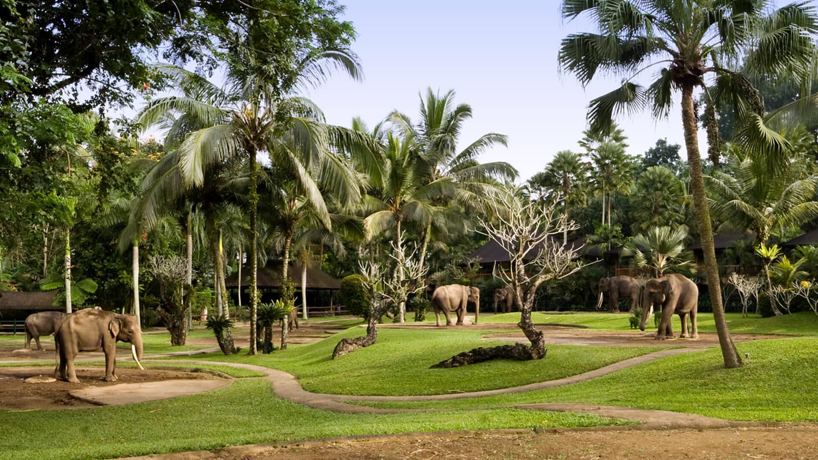mason elephant park. 1